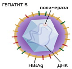 Строение вируса гепатита B