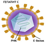 Строение вируса гепатита C