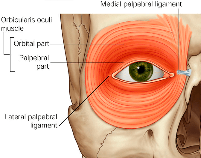 Расположение круговой мышцы глаза