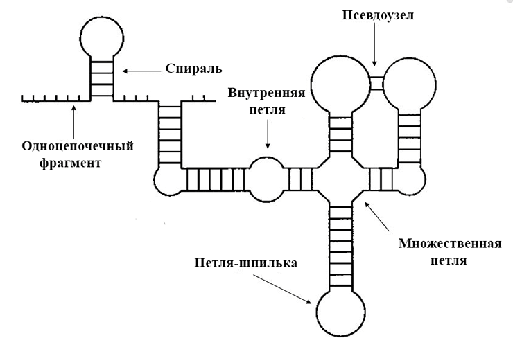Вторичная структура НК