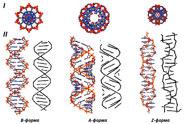 Формы организации двухцепочечной ДНК