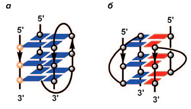 Схематическое представление двух G-квадруплеклесов