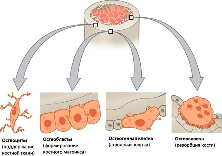 Костные клетки