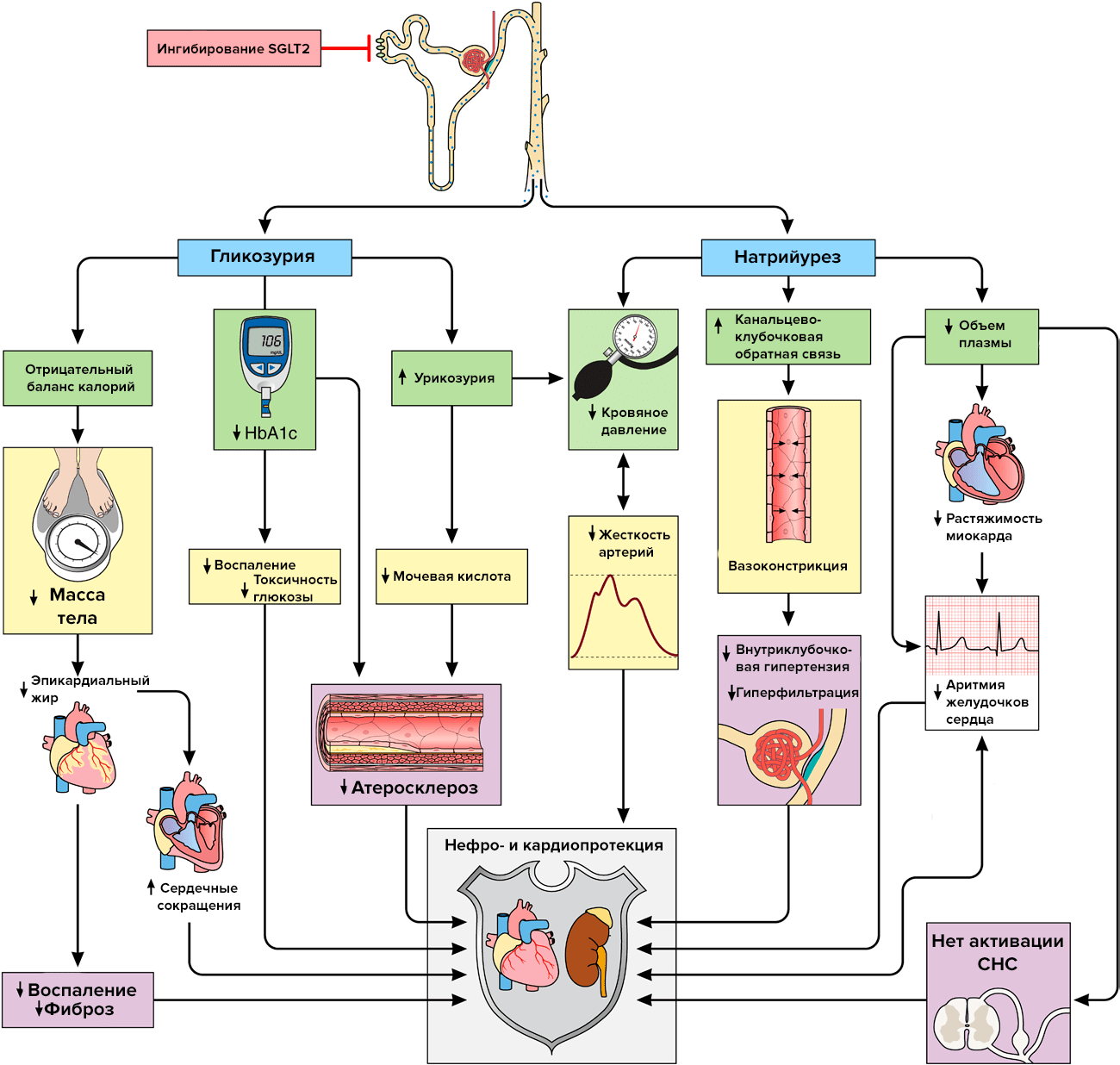Механизмы нефро- и кардиопротекции эмпаглифлозина