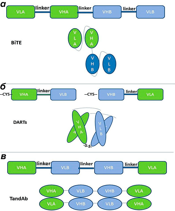 Структура фрагментных биспецифических антител