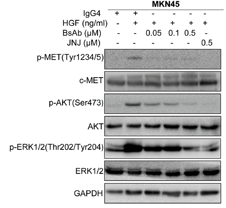 BsAb в культуре клеток рака желудка MKN45