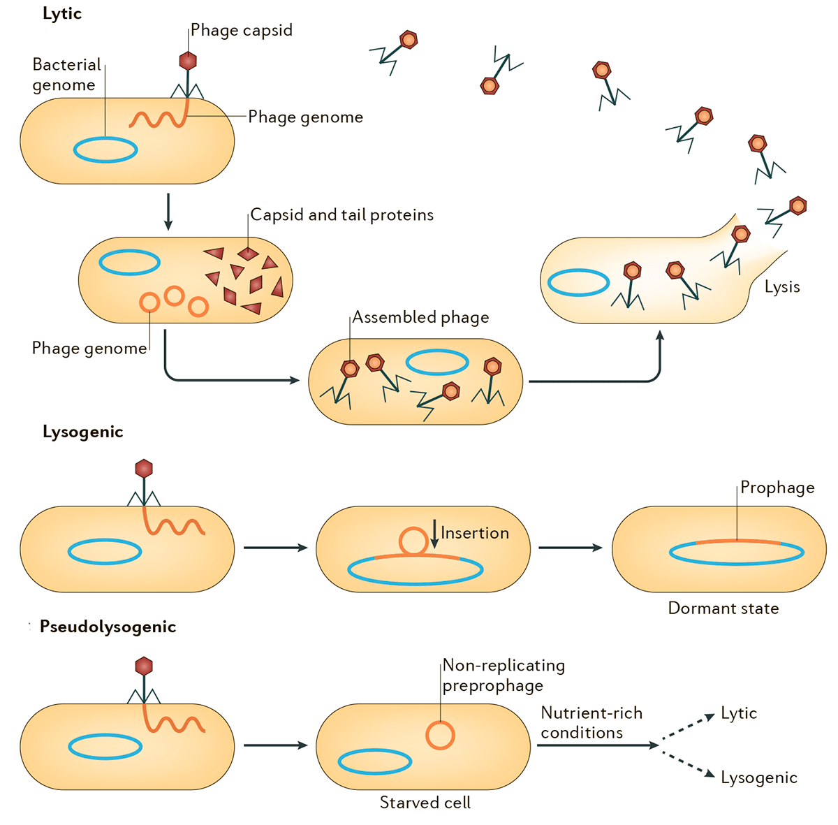 Схема литического, лизогенного и псевдолизогенного циклов