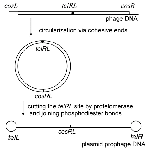 Механизм конверсии ДНК N15-подобных фагов в линейную плазмиду