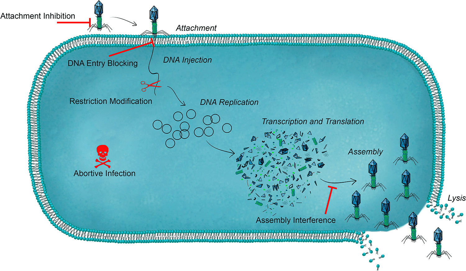 Противофаговые системы бактерий
