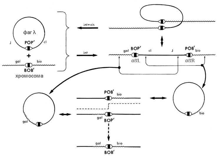 Трансдукция локусов gal и bio с помощью фага λ