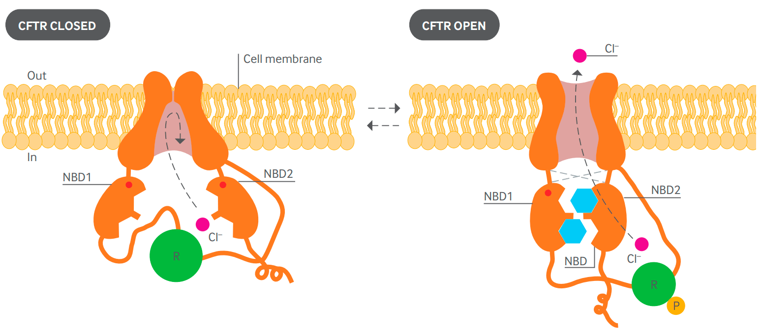 Предполагаемая структура белка CFTR