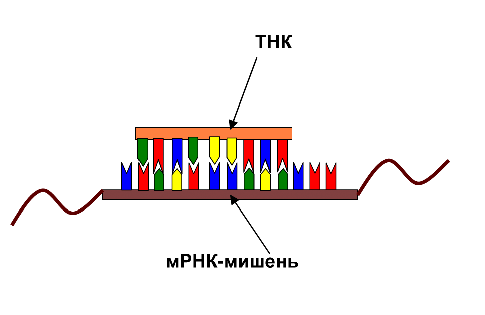 Связывание ТНК с матричной РНК-мишенью