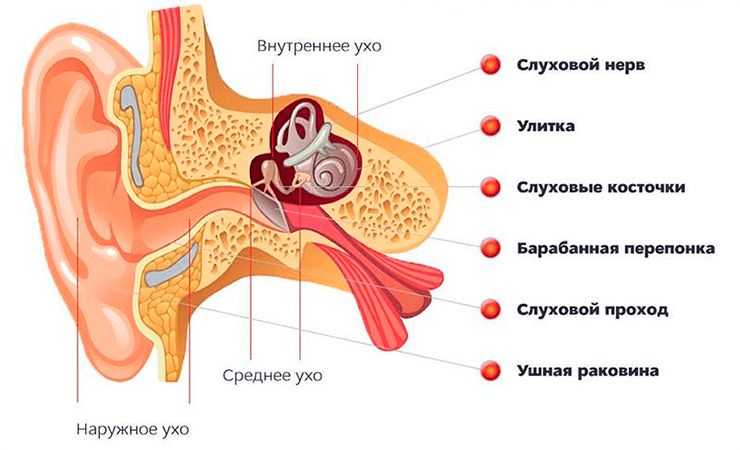 Основные отделы уха