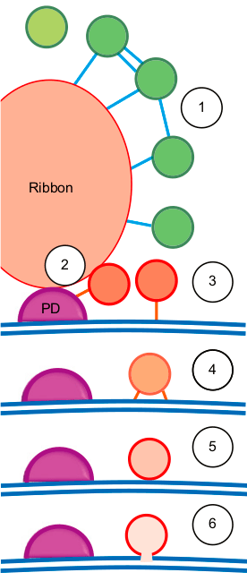 Модель транспорта синаптических везикул вокруг риббона