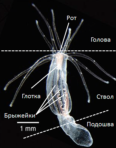 Nematostella vectensis