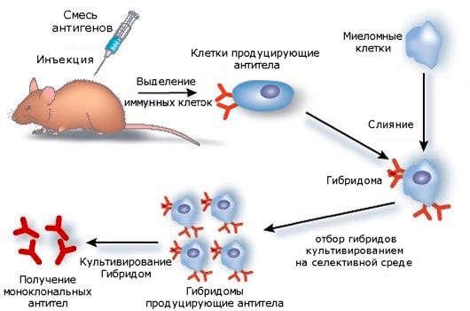 Схема получения моноклональных антител гибридомным методом