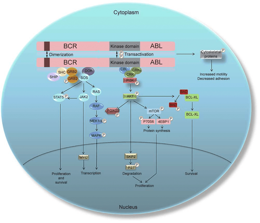 Молекулярные сигнальные пути, активируемые белком BCR-ABL