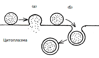 Типы взаимодействия липосом с клеточной мембраной