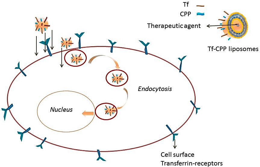 Трансферриновые липосомы активно проникают в клетку за счет взаимодействия с рецептором TfR