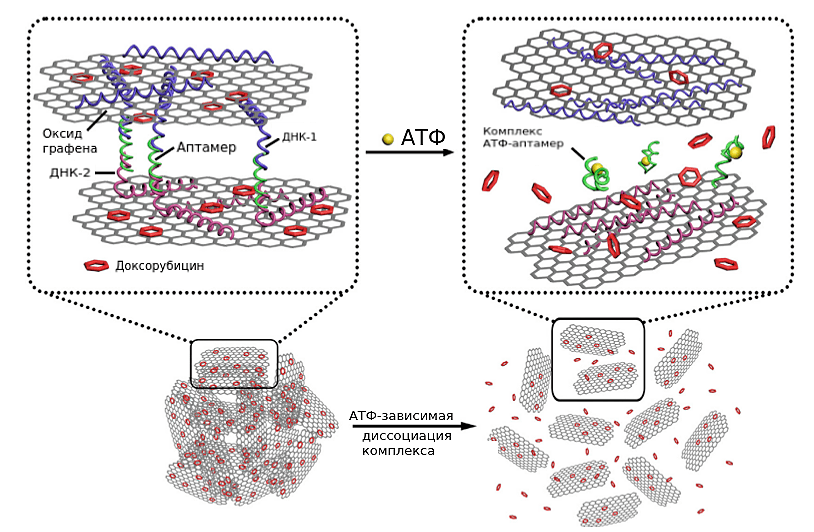 Наночастицы оксида графена с АТФ-зависимым высвобождением доксорубицина