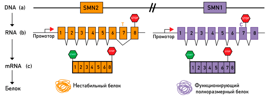 Хромосома 5 с генами SMN1 и SMN2
