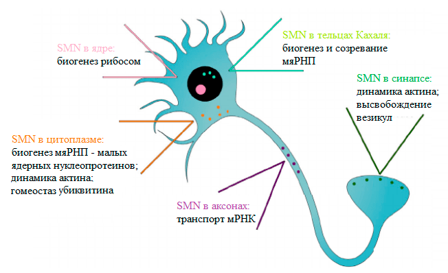 Функции белка SMN в нейроне