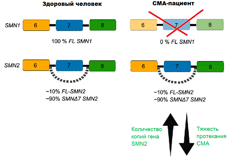 Разница в синтезе SMN-белка у здоровых людей и СМА-пациентов
