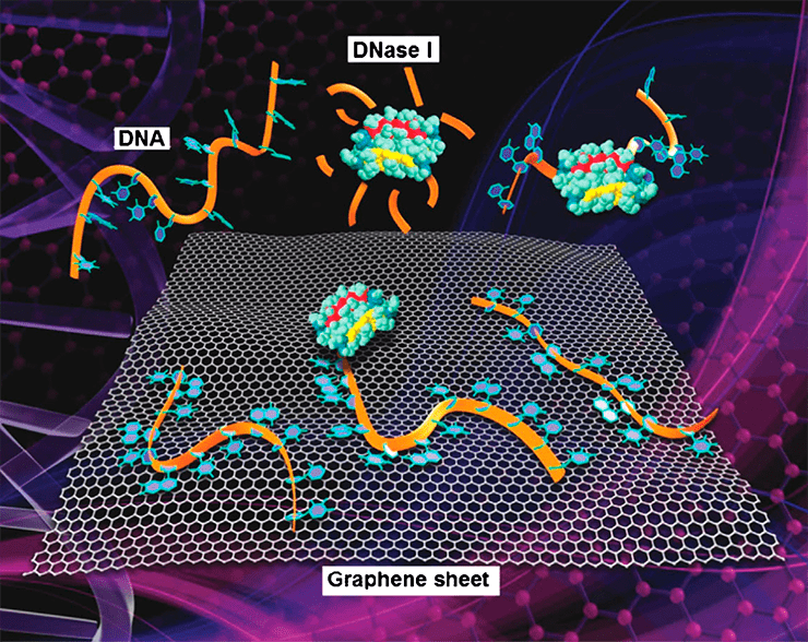 Связывание одноцепочечной ДНК с листом функционализированного графена