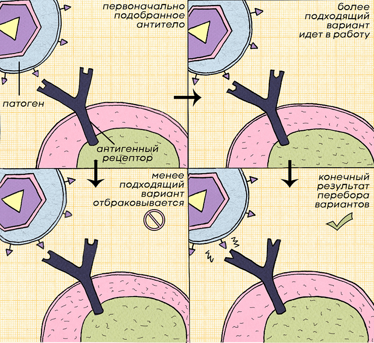 Схема процесса селекции и созревания антител