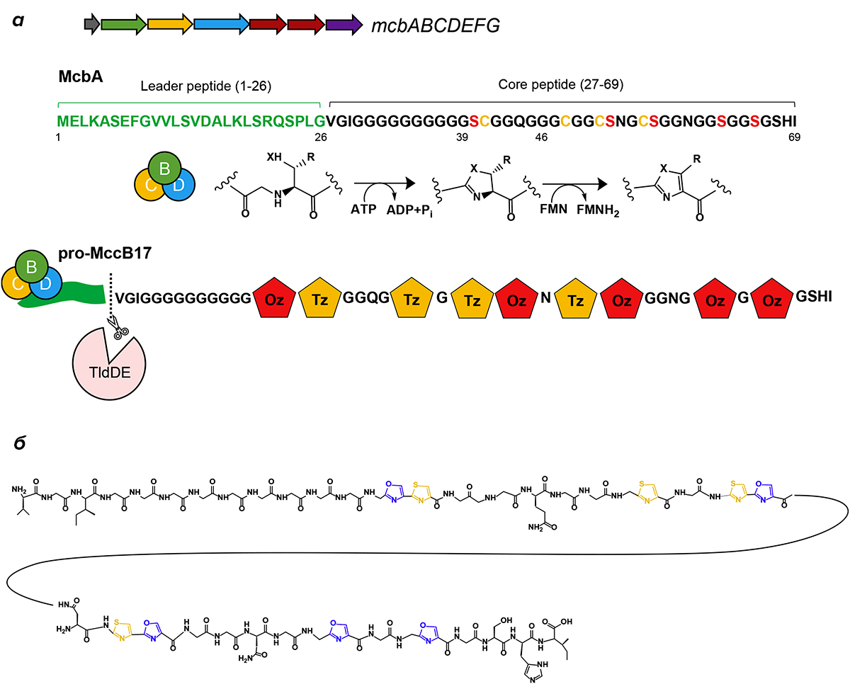 Структура микроцина и схема его биосинтеза