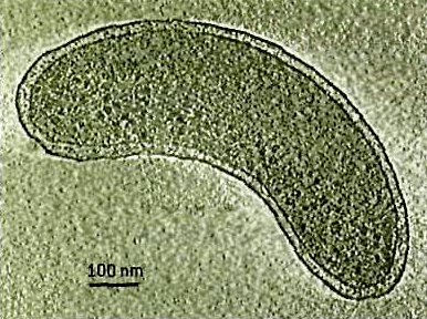 Клетка Ca. Pelagibacter ubique