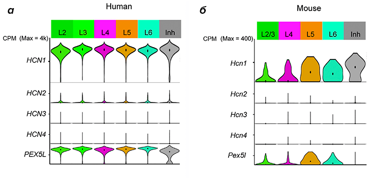 Оценка уровня экспрессии генов HCN-каналов