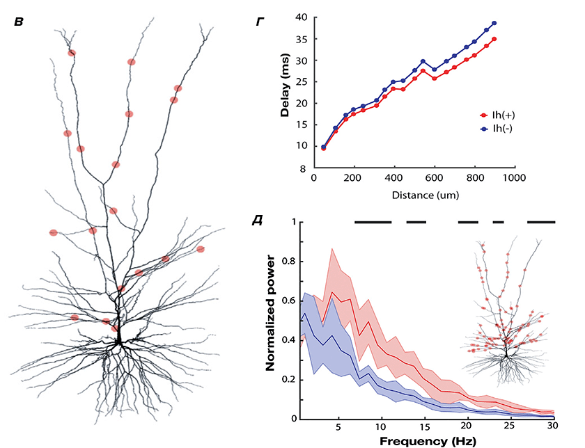Биофизическая модель нейрона человека