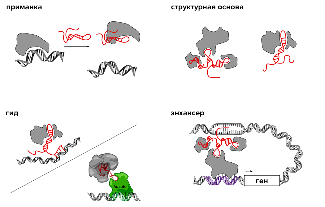 Основные модели функционирования длинных некодирующих РНК