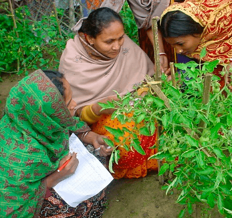 Производители овощей на занятиях FFS в Бангладеш