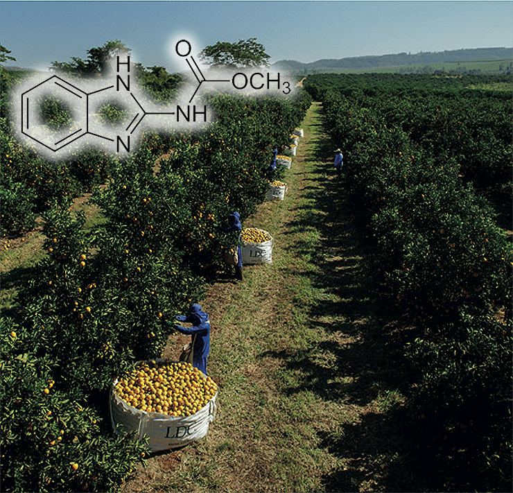 Сбор апельсинов в Бразилии и химическая формула карбендазима