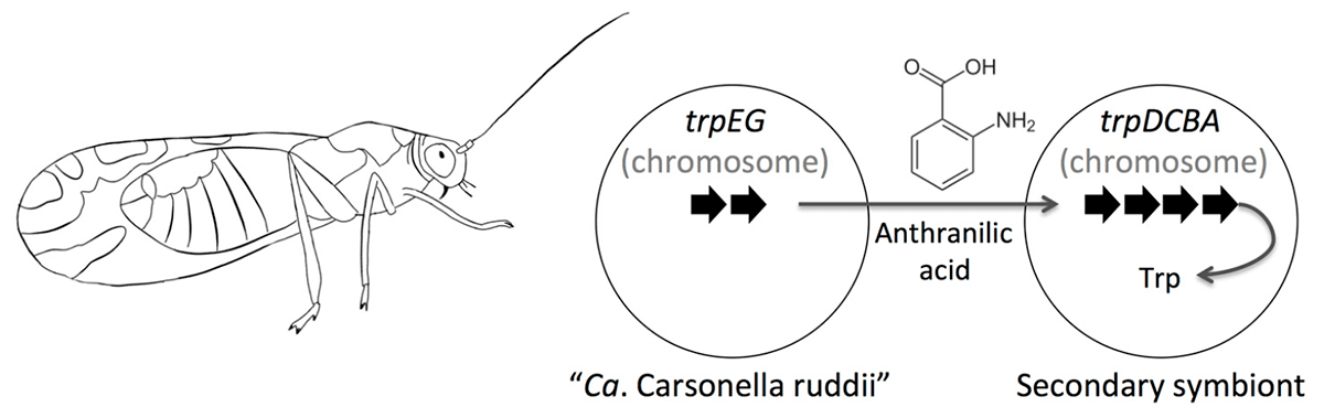 Симбиоз листоблошки и Ca. Carsonella rudii