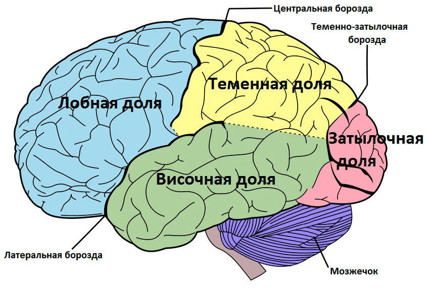 Схема деления коры головного мозга человека на доли