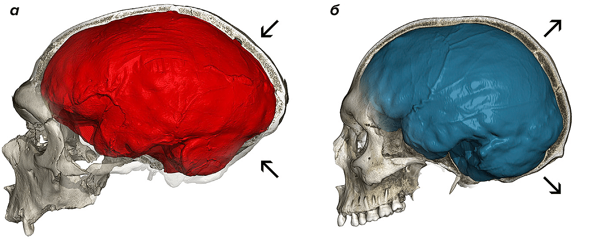 Компьютерные томограммы черепов неандертальца и современного человека