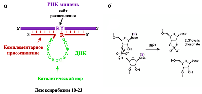 Работа РНК-расщепляющих дезоксирибозимов