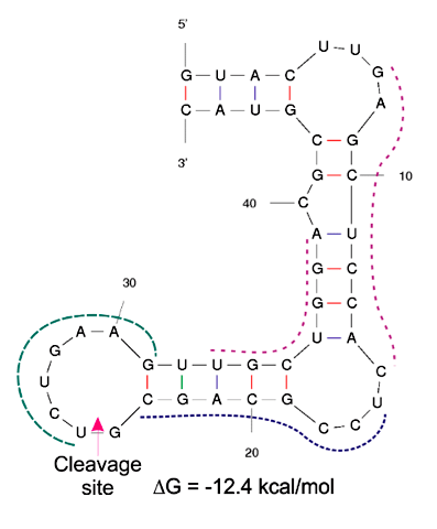 Пример вторичной структуры матричной РНК онкогена DAD1