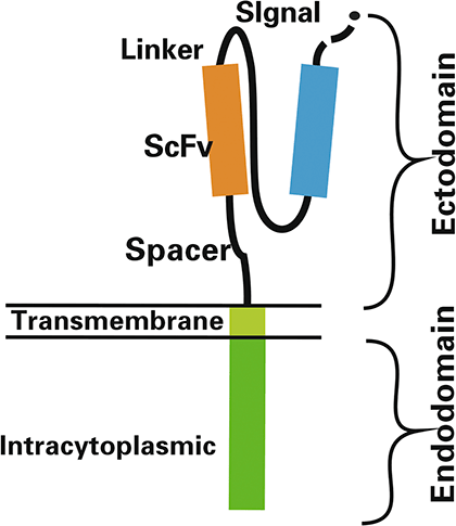 Структура химерного антигенного рецептора