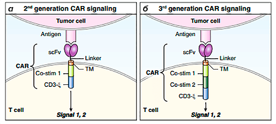 Схема строения CAR-T-клеток второго и третьего поколений