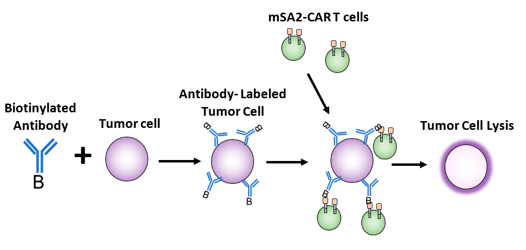Механизм действия CAR-T-клеток, нацеленных на биотин