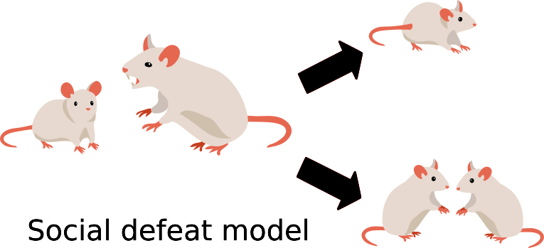 Модель социального поражения основана на различной реакции мышей на агрессора