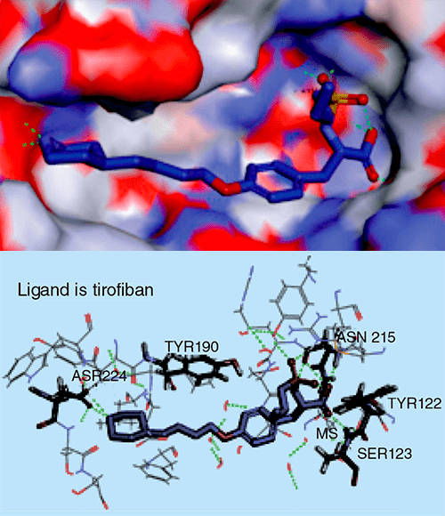 Взаимодействие тирофибана с активным центром GP IIb/IIIa
