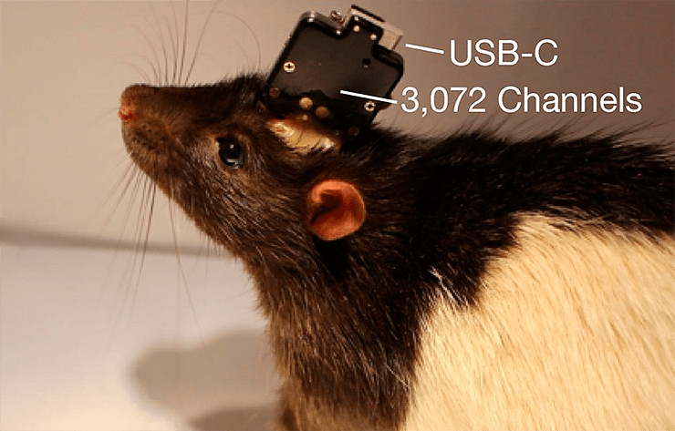 Крыса с вживленным имплантом