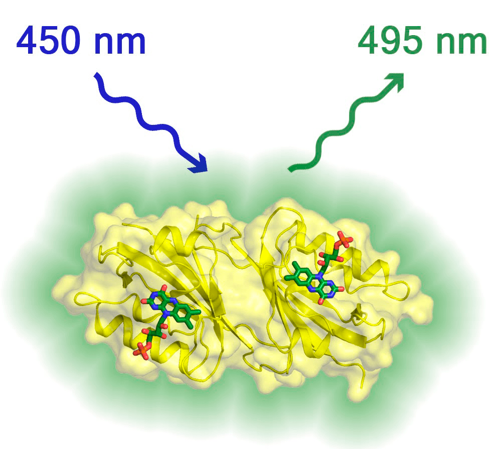 Трехмерная структура флуоресцентного белка Chloroflexus aggregans