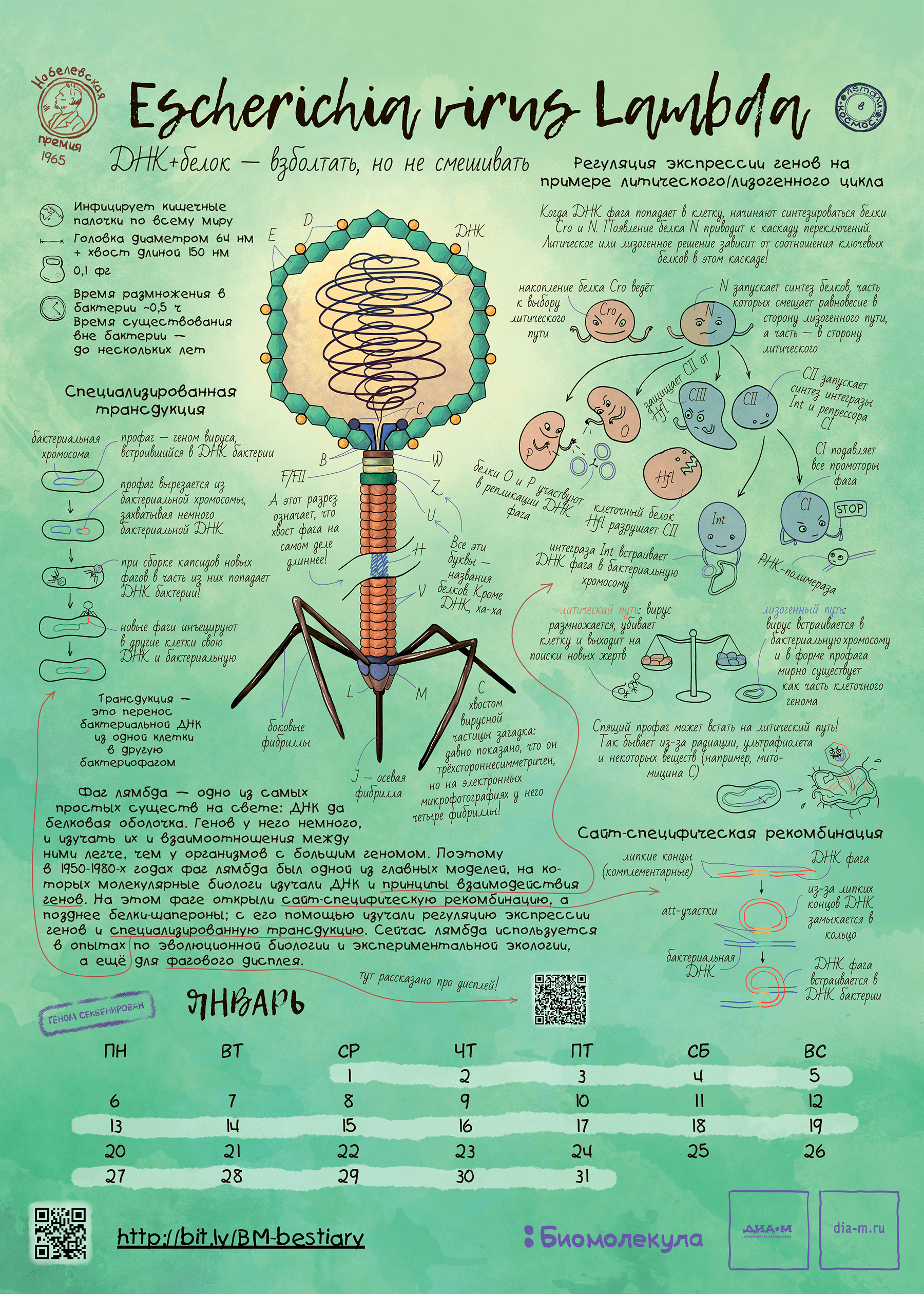 Бактериофаг лямбда как герой календаря «Биомолекулы»