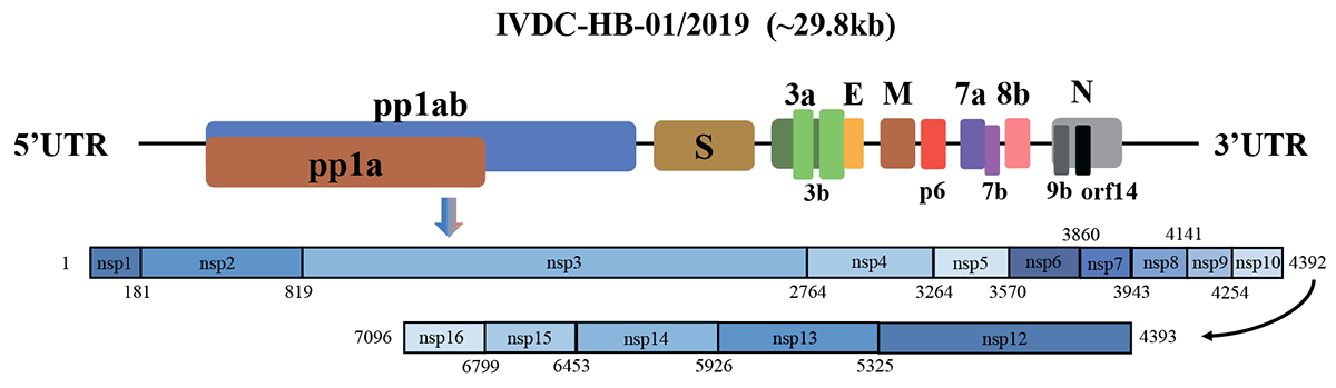 Геном вируса 2019-nCoV и кодируемые им белки